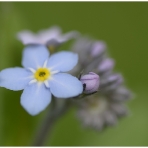 Meelespea