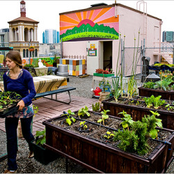 rooftop garden