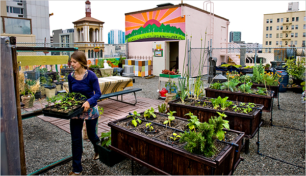 rooftop garden