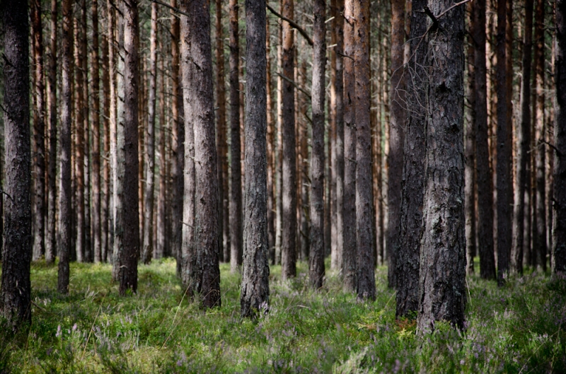 Hiiumaa sirged männid 