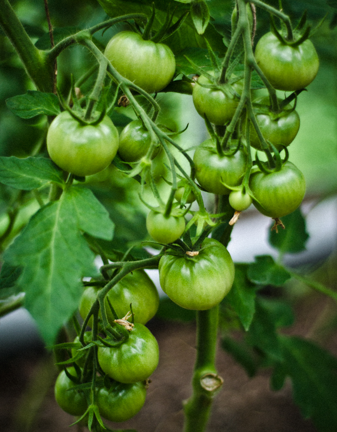 Visad tomatid