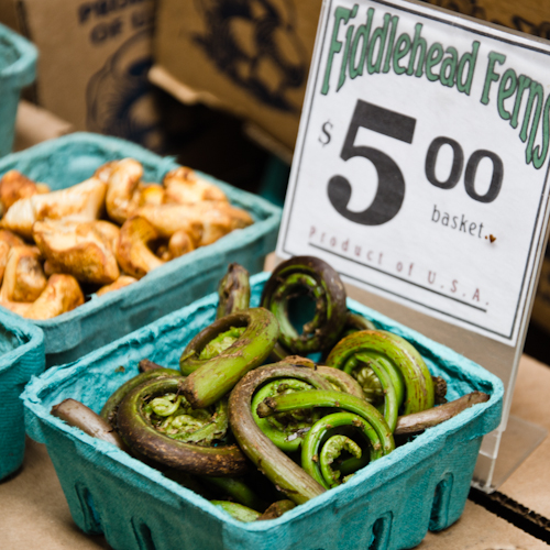 fiddlehead ferns