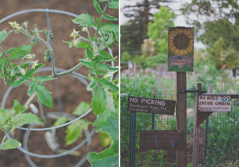 Main Community Garden in Palo Alto