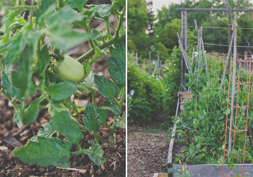 Main Community Garden in Palo Alto