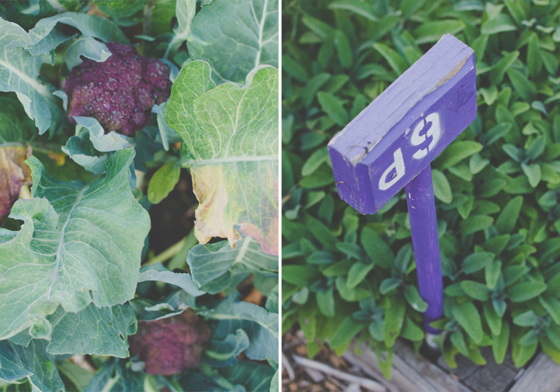 Main Community Garden in Palo Alto