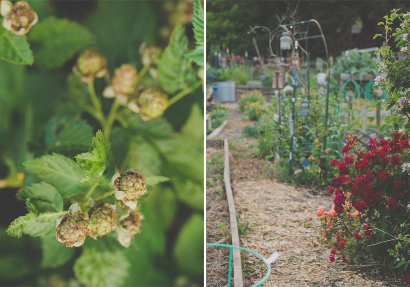 Main Community Garden in Palo Alto