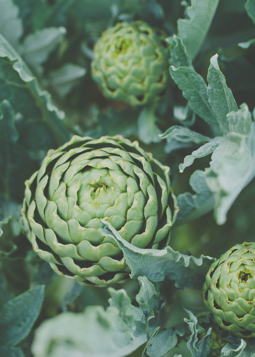 Artichoke in Main Community Garden in Palo Alto