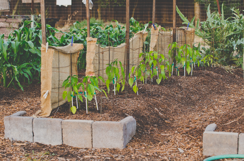 Main Community Garden in Palo Alto