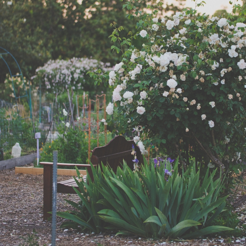 Main Community Garden in Palo Alto