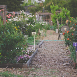 Main Community Garden in Palo Alto