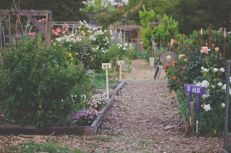 Main Community Garden in Palo Alto