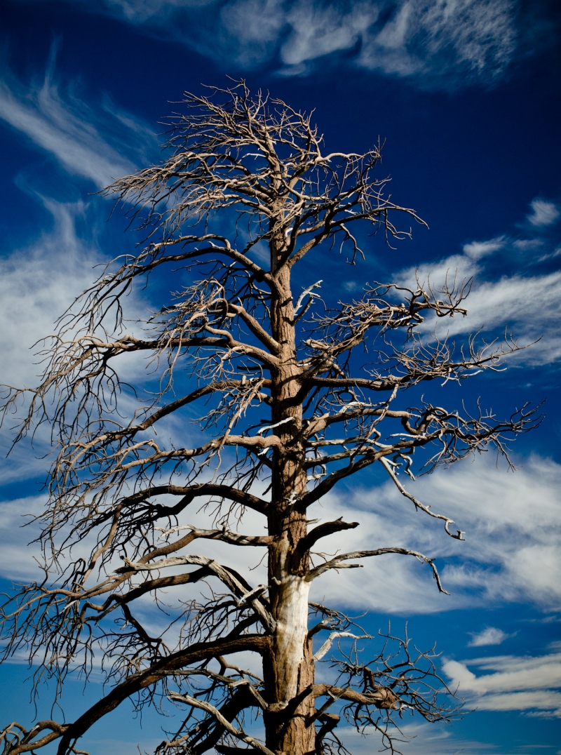 Tree @ Lake Tahoe