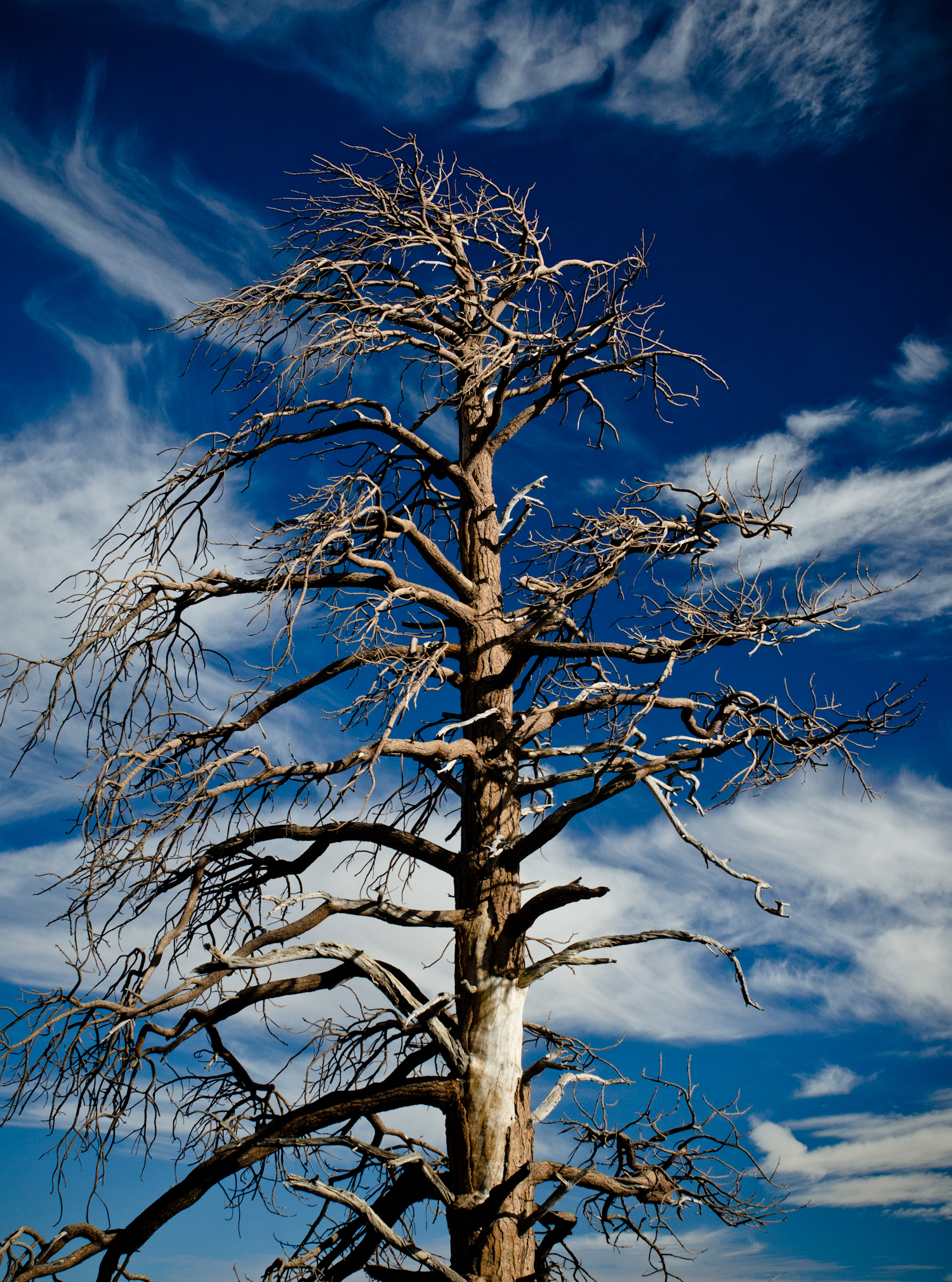 Tree @ Lake Tahoe