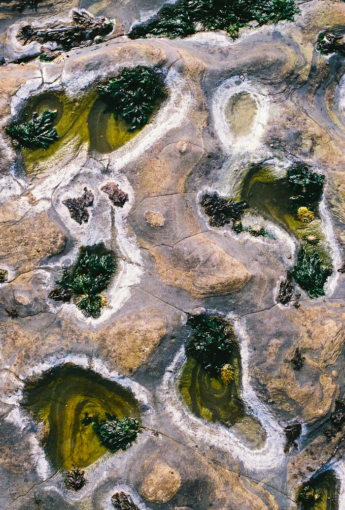 nature-textures-patterns-point-lobos