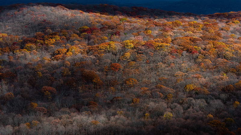 autumn in new york, fall foliage, fall colors, trees, hills, valleys